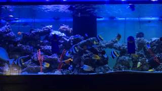 Anthonys 300 Gallon FOWLR Aquarium [upl. by Carlstrom]