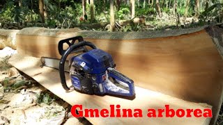 Belah kayu gmelina arborea pakai Chainsaw Maestro CS6500G [upl. by Brewster]