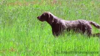 Pudelpointer Training with Tall Timber Pudelpointers [upl. by Assyn685]