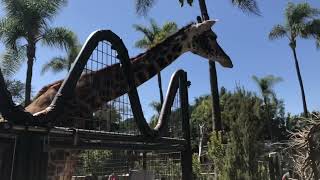 GIRAFFE EXPERIENCE IN SAN DIEGO ZOO  Mildred S Villanueva [upl. by Kurtzman]