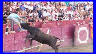 ARGUEDAS  NAVARRA  TARDE VACAS EN PLAZA  VIERNES 11 AGOSTO 2023  GANADSANTOS ZAPATERIA [upl. by Ricard425]