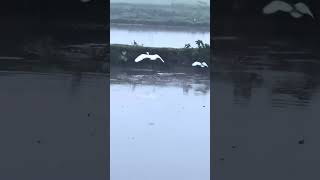 osprey bird aigrette bird catches fish and flying in foggy morning [upl. by Robby]