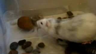 Pet rats playing in water with BUBBLES [upl. by Lillian]