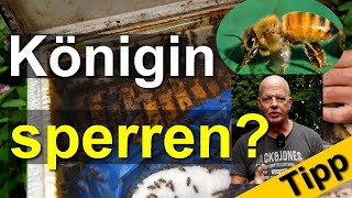 Oktober Bienen im Einklang mit der Natur Königin käfigen Nein Sind die Völker winterfertig [upl. by Pru734]