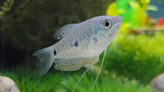 3 spotted Gourami 🐟 [upl. by Iruam]