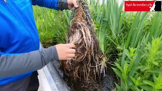 Wasserpflanzen im Gartenteich  So erblüht in Zukunft auch Ihre heimische Oase [upl. by Anniken]