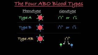 Blood Type Genetics Explained [upl. by Trilbee]