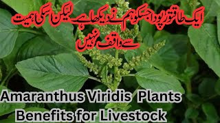 Amaranthus Viridis plant Health Benefits for Dairy Cattle and Human Chulai Saag [upl. by Rissa]