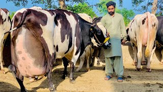 Girlando Cow In Punjab  Hf Cow  Big Cow  Cow Farm  Cow Videos  HF Breed Cow [upl. by Alexei]