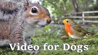 Videos for Dogs to Watch Extravaganza  Dog Watch TV  8 Hours of Birds and Squirrel Fun for Dogs ✅ [upl. by Biddy401]