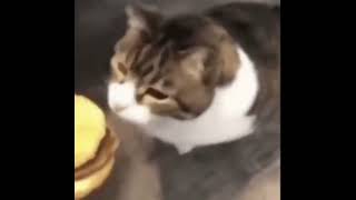 Cheeseburger cat meme [upl. by Lorette]