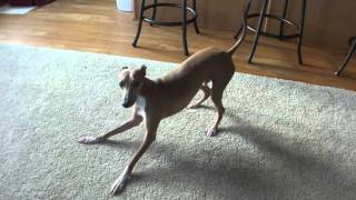 The Italian Greyhound and a whoopee cushion [upl. by Yasmine]