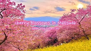 Cherry blossoms in Matsuda  Matsuda sakura festival  Japan Vlog [upl. by Ruckman]