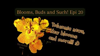 Orchid updates Blooms Buds and Such Episode 20 [upl. by Lazes]