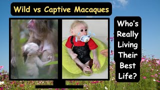 Wild vs Captive Macaques Life Expectancy Gaps Between Wild and Captive Macaques [upl. by Ellenwad333]