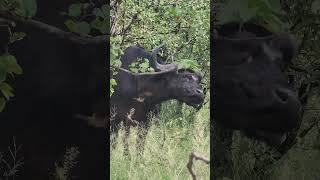 Symbiotic Harmony Buffalo and Oxpecker Birds buffalo wildlife krugernationalpark nature [upl. by Yerac]