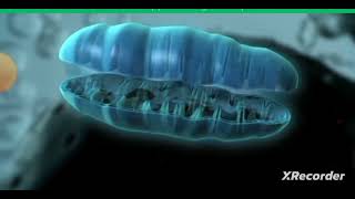 How Mitochondria produce energy Full process of Mitochondria mitochondria shorts youtubeshorts [upl. by Rhonda]