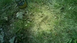 Bigfoot Tracks Near Colville Wa [upl. by Ezitram]