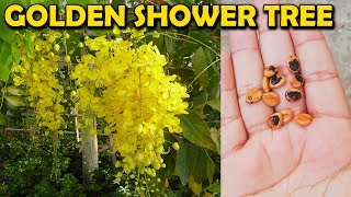 HOW TO GROW AMALTAS TREE FROM SEED CASSIA FISTULA GOLDEN SHOWER TREE  Sprouting Seeds [upl. by Buseck]