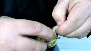 How to Eat a Whelk [upl. by Anide]