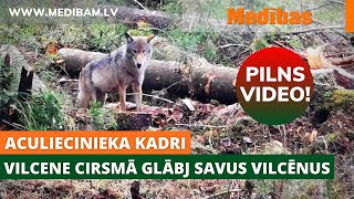 PILNS video Vilcene cirsmā glābj savus vilcēnus Aculiecinieka kadri [upl. by Nonnahsed]