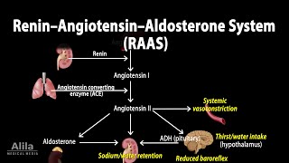 The Renin–Angiotensin–Aldosterone System RAAS Animation [upl. by Kenyon585]