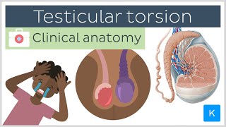 Testicular torsion causes symptoms diagnosis and treatment  Clinical Anatomy  Kenhub [upl. by Snider]