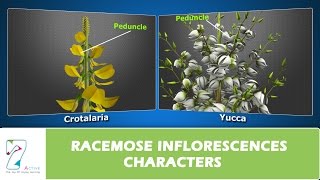 RACEMOSE INFLORESCENCES CHARACTERS [upl. by Cykana743]