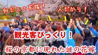 44木桜満開の京都に現れた謎の花嫁に観光客ビックリ！高台寺ねねの道が人だかり【桜の京都特別版】狐の嫁入り [upl. by Ajiat]