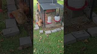 Releveling the pavers around the coop and the girls wanted to help by removing the bugs for me [upl. by Maible]