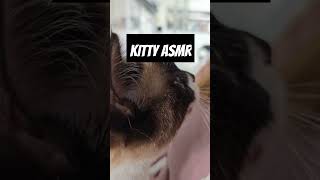 Snowshoe Cat ASMR  One kitty is very happy 🐱 [upl. by Milli]