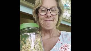 DIY DAO How to Make Your Own Rich HistamineBusting Lentil Sprouts [upl. by Basham]