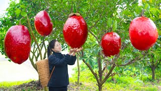 How To Harvest Annona amp Goes To Market Sell  Harvesting And Cooking  Lý Song Ca [upl. by Yorgen]