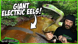 EXPLORING DEEP IN THE AMAZON  ELECTRIC EELS RARE REPTILES amp SNAKES [upl. by Botti382]