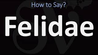 How to Pronounce Felidae CORRECTLY [upl. by Aicilaanna995]