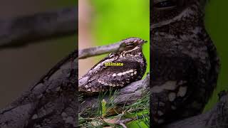 Why Is The Great Eared Nightjar The COOLEST Animal Ever [upl. by Nnaeus]