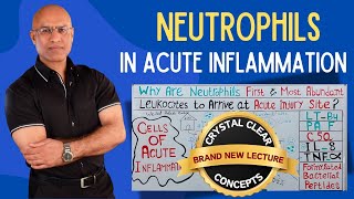 Neutrophils in Acute Injury  Hematology  Pathology [upl. by Haas]