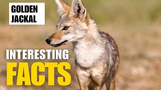 Most Interesting Facts About Golden Jackal  Interesting Facts  The Beast World [upl. by Remas]