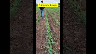 Fertilización de inicio en el cultivo de maíz fertilización maiz [upl. by Adnorahs228]