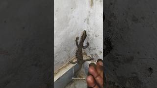 Monitor🦎lizards venomous 🤔or not shorts [upl. by Richmal241]