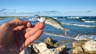 Fishing w live finger mullet at the jetty  what did I just catch [upl. by Cordula]