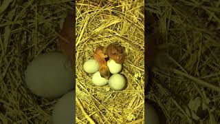 1zebra Finch and 1Bengalese Finch Chick Hatched 🐣 birds birdslover finch finchfinch nature [upl. by Wyck]