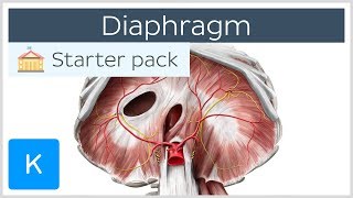 Diaphragm  Definition Function Muscle amp Anatomy  Kenhub [upl. by Mohammed]