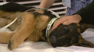 Så får du hunden att sluta skälla  Nyhetsmorgon TV4 [upl. by Admama754]