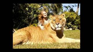 Biggest on the World Liger or Lion [upl. by Fedak510]