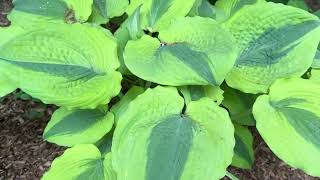 Hosta Plants and Shade Garden Tour  Hosta Collection [upl. by Merna198]