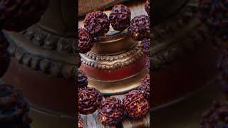 rudraksha benefits ytshorts rashifal today [upl. by Nnairahs]