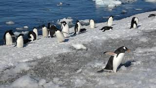 Penguins swimming coming ashore [upl. by Lorollas]