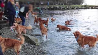 Dozens of Nova Scotia Duck Tollers in 1 place [upl. by Shena4]