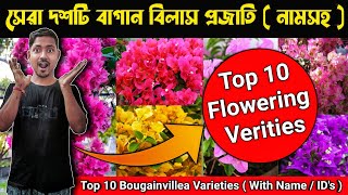 সেরা দশটি বাগানবিলাসের প্রজাতি  Best 10 Bougainvillea Varieties With Names Bougainvillea Flower [upl. by Naleag]